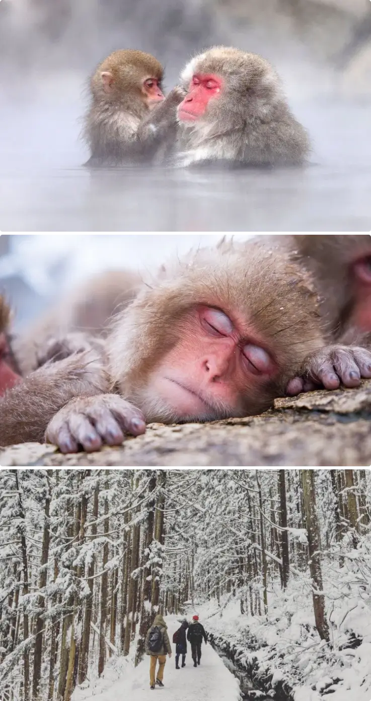 Monkeys bathing in natural hot springs at Jigokudani Snow Monkey Park